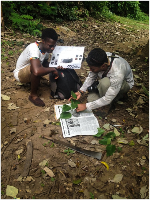 Preparation of herbarium specimens.jpg