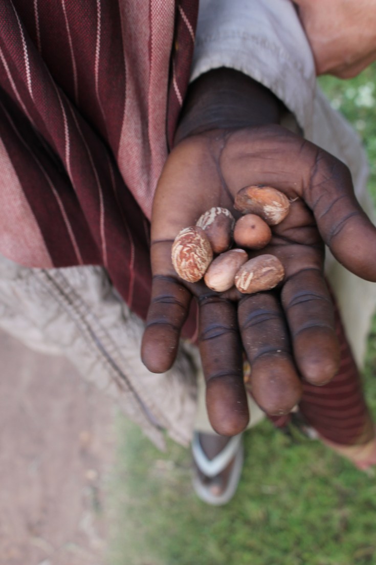 shea-butter-vitellaria-paradoxa-producer-under-in-a-small-village-in-west-nile-uganda-photo-by-cory-w-whitney